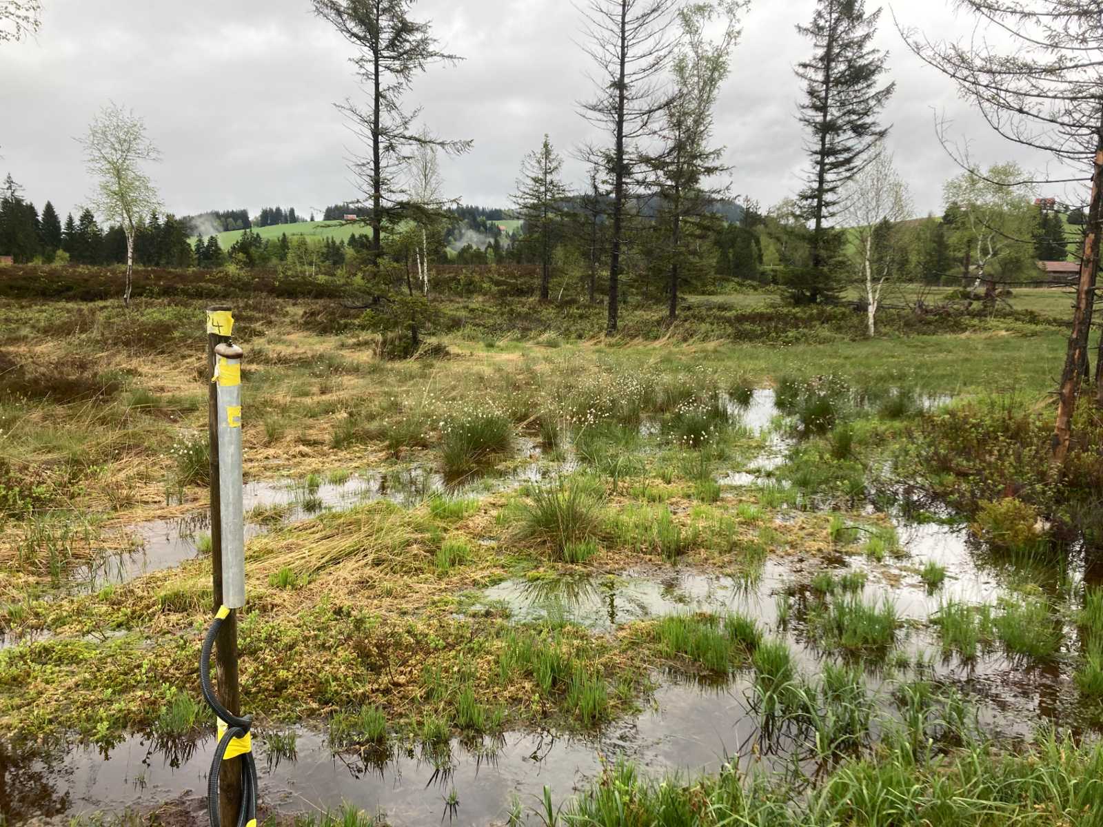Hochmoor Schwantenau nach Regeneration