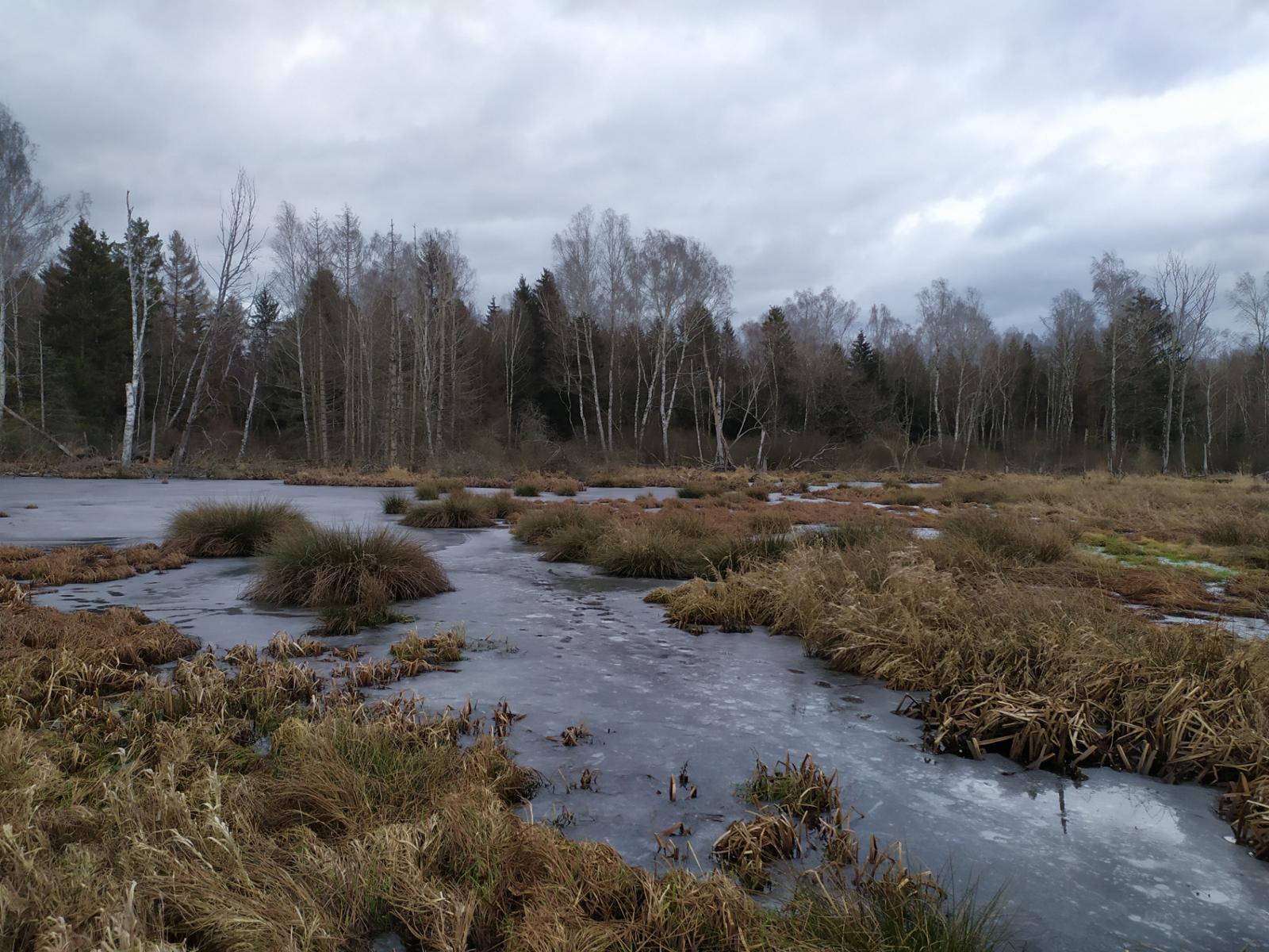 Flachmoor Betzenweilerried mit Biberdamm