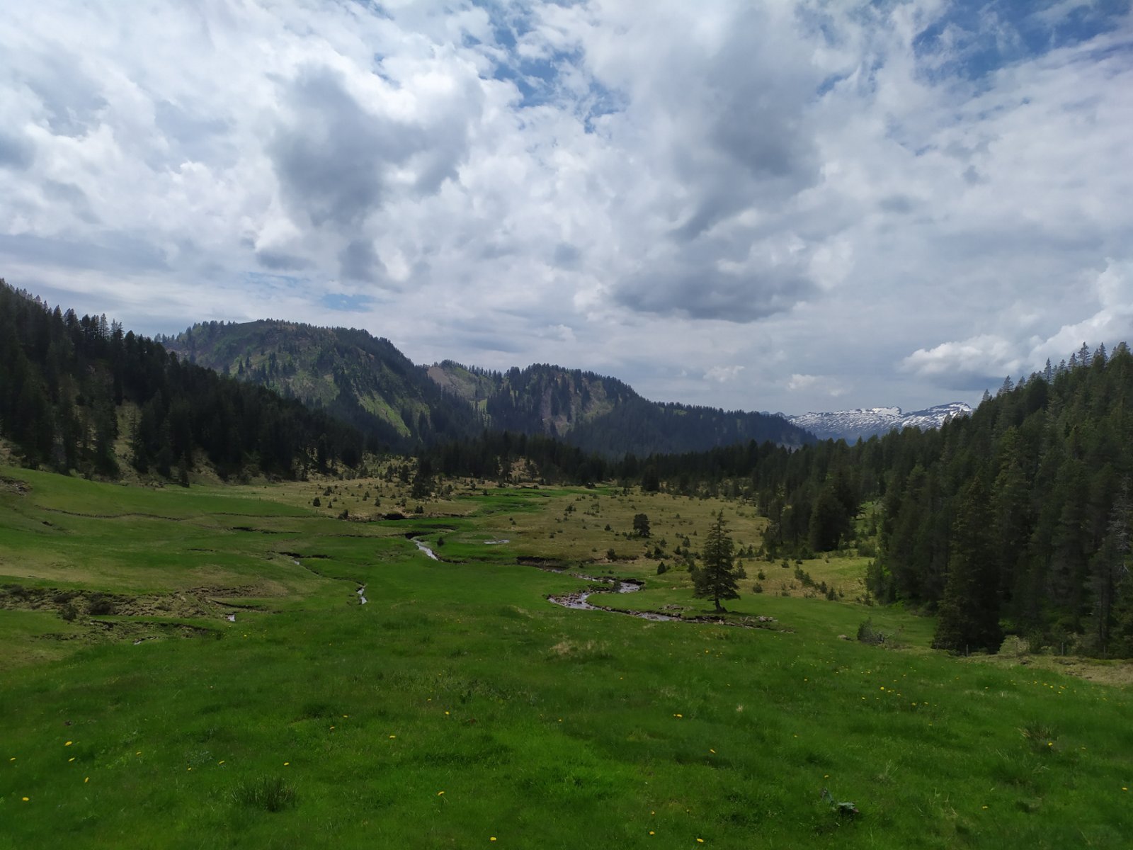 Moorlandschaft Sewen