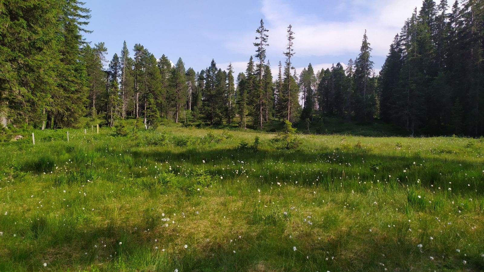 Hochmoorwald Grünenbergpass