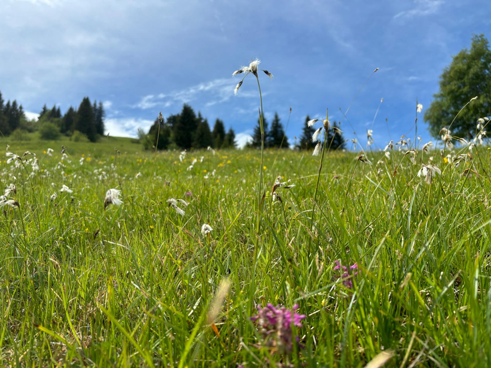 Moor Fideriser Heuberge
